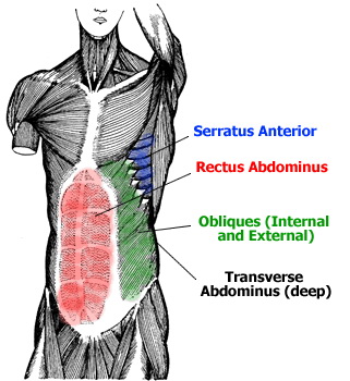 Abdominal Muscle Anatomy