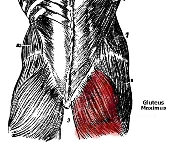 Glute Muscle Anatomy