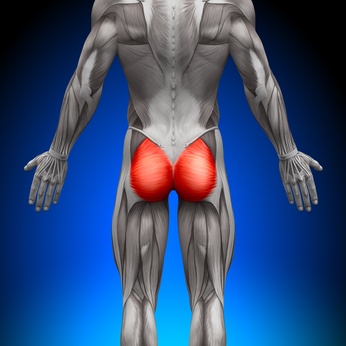 Gluteus Maximus Anatomy