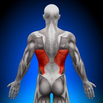 Functions of the Latissimus Dorsi