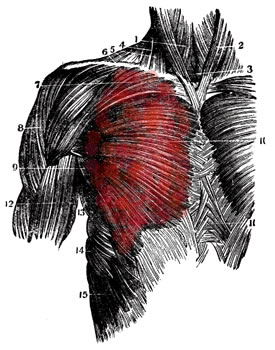 Chest Muscle Anatomy