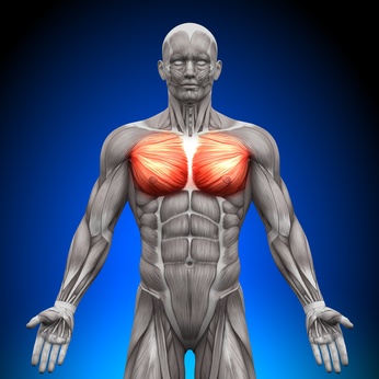 Chest Muscle Anatomy