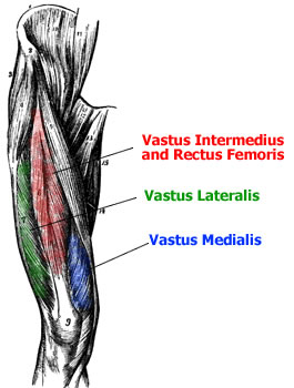 Quadriceps Muscle Anatomy