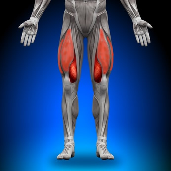 Functions of the Quadricep Muscles