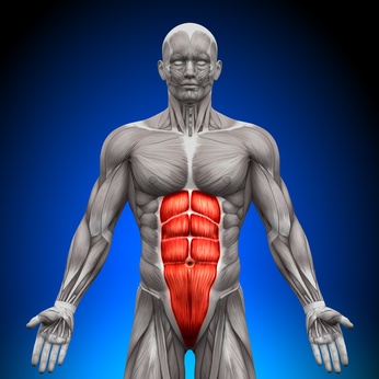Abdominal Muscle Anatomy