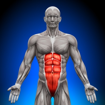 Abdominal Muscle Anatomy