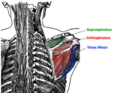 Rotator Cuff Muscle Anatomy