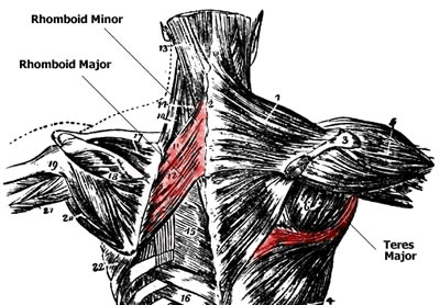 Back Muscle Anatomy