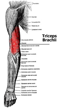 Triceps Brachii 101: A Complete Anatomy Guide to Your Three-headed Muscle •  Bodybuilding Wizard