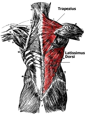 Trapezius Muscle Anatomy